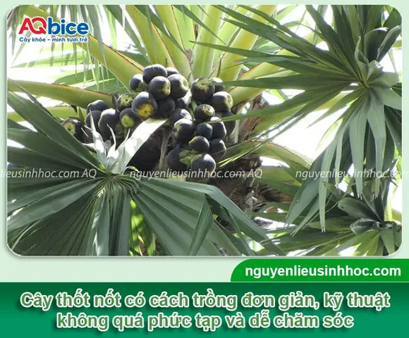 Cách Trồng Cây Lá Gai: Hướng Dẫn Kỹ Thuật Chi Tiết Từ A-Z Đạt Năng Suất Cao