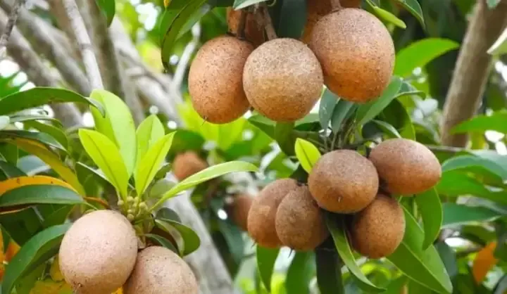 Cây Thừng Mực Giâm Cành Ra Rễ Trong Nước