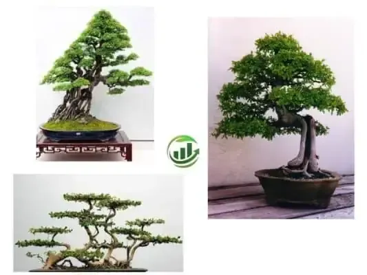 Chọn Cây Giống Thừng Mực Khỏe Mạnh Cho Tỷ Lệ Sống Cao