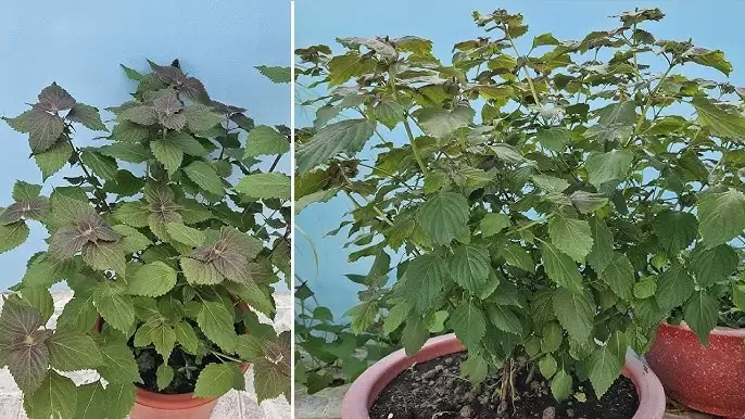 Thu hoạch và sơ chế lá tía tô - một ví dụ về cách trồng cây thuốc nam đúng kỹ thuật