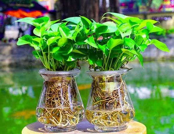 Những lợi ích phong thủy và thẩm mỹ khi trồng cây thủy sinh tại bàn làm việc