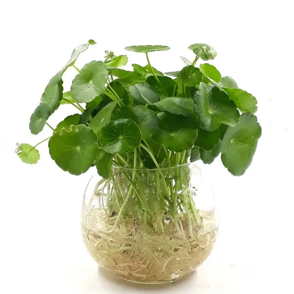 Quy trình rửa rễ chi tiết trong cách trồng cây thủy sinh để bàn