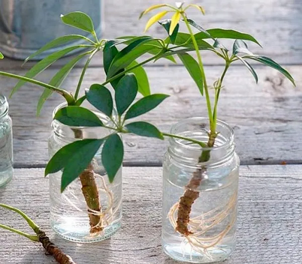 Các bước giâm cành vào nước theo kỹ thuật trồng cây thủy sinh
