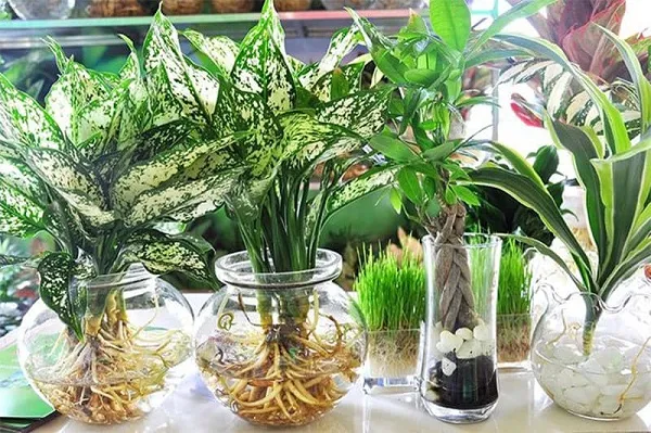 Hướng dẫn chăm sóc và bón dung dịch dinh dưỡng cho cây thủy sinh