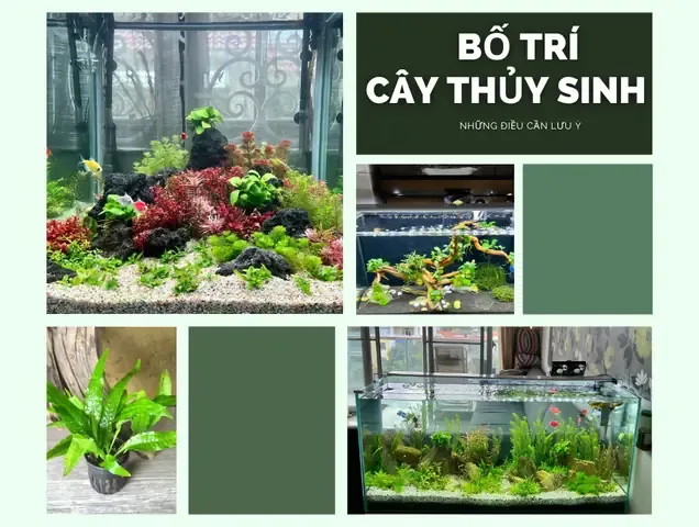 Những Điều Cần Lưu Ý Khi Bố Trí Cây Thủy Sinh Trong Bể Cá Mini ...