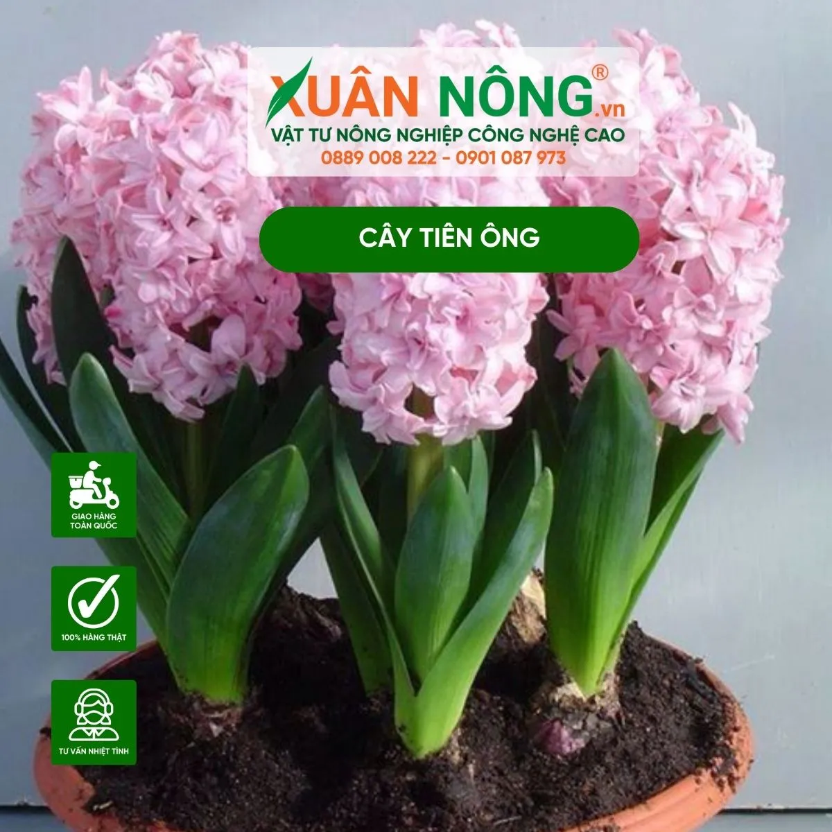 Các bước cơ bản để trồng củ Tiên Ông trong chậu đất