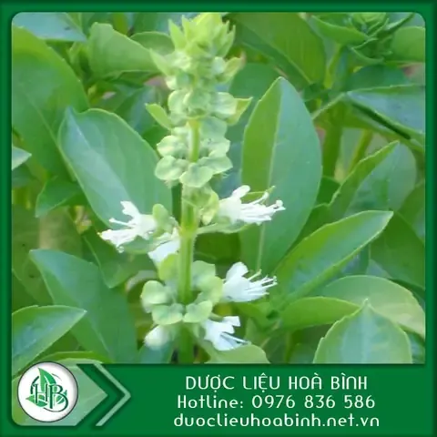 Mô Tả Cây Trà Tiên