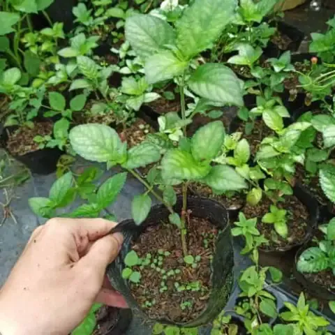 Cách Trồng Cây Trà Tiên: Hướng Dẫn Chi Tiết Từ Kỹ Thuật Đến Chăm Sóc