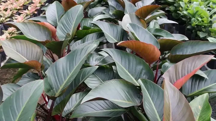 Cách Trồng Và Chăm Sóc Cây Trầu Bà Đế Vương