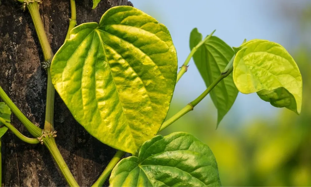 Đặc điểm hình thái lá trầu không hình trái tim