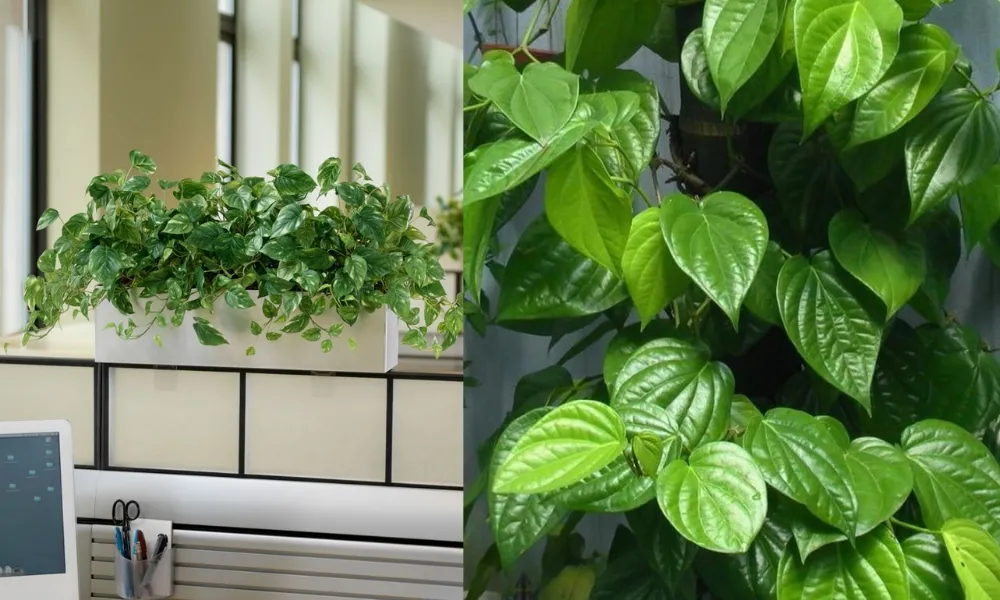 Cây trầu không được trồng làm cảnh, lọc không khí trong nhà