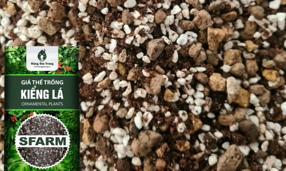 Giá thể trồng kiểng lá SFARM giúp tăng thoát nước và dinh dưỡng