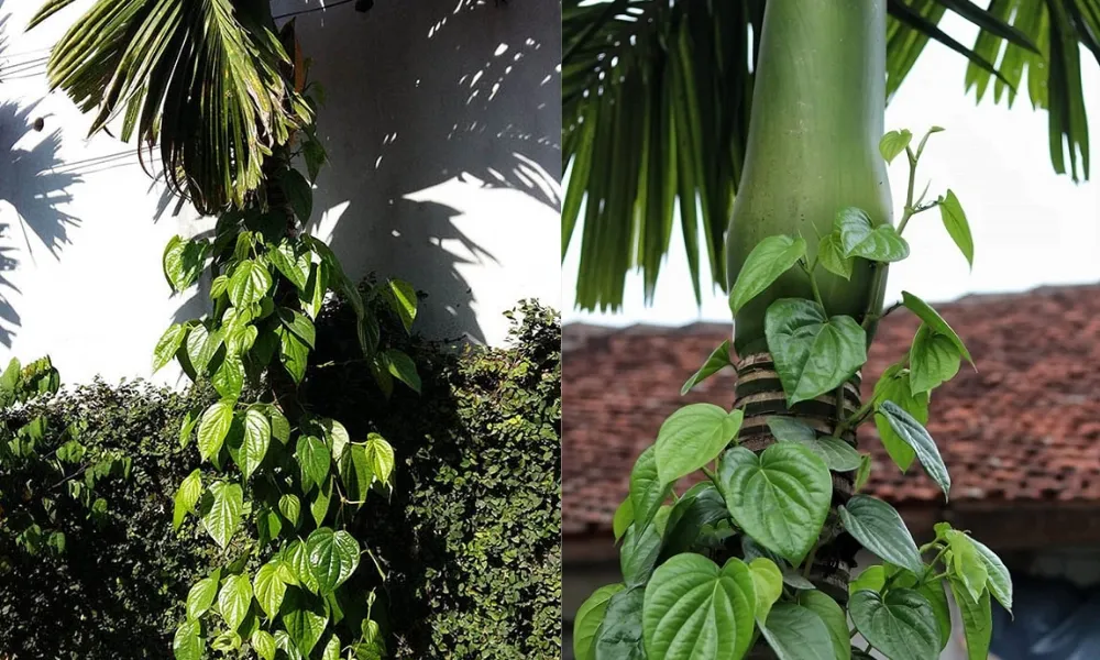 Cây trầu không leo trên thân cây cau truyền thống