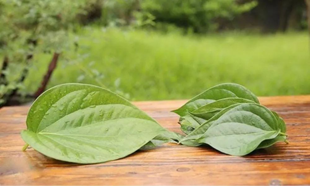 Thu hoạch lá trầu không to, không sâu bệnh đúng kỹ thuật