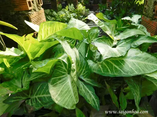 Đặc Điểm Cây Tróc Bạc Thủy Sinh Khỏe Mạnh