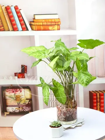 Góc Trang Trí Độc Đáo với Tróc Bạc