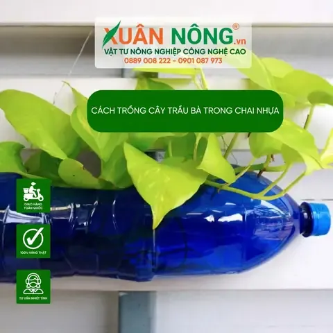 Trồng Cây Trầu Bà