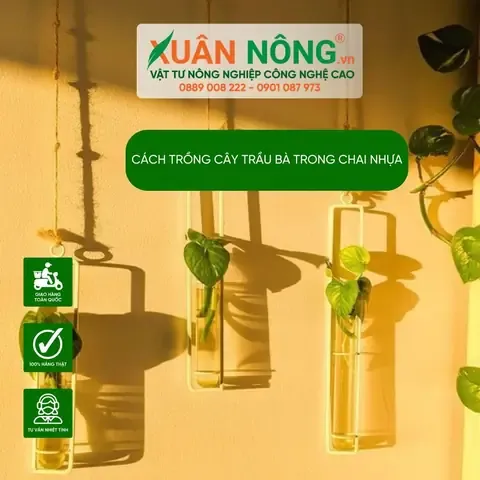 Chuẩn Bị Chai Nhựa Và Đất Trồng Cây Trong Chai Nhựa