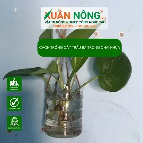 Cách Trồng Cây Trong Chai Nhựa: Hướng Dẫn Tái Chế Và Tạo Tiểu Cảnh Xanh Độc Đáo