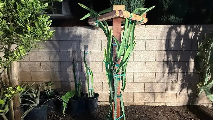 Cách Trồng Cây Trong Zen Garden: Hướng Dẫn Chi Tiết Từ A Đến Z