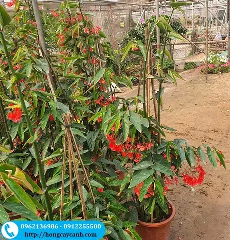 Trúc pháp có thể trồng ở nhiều không gian, từ sân vườn đến nội thất