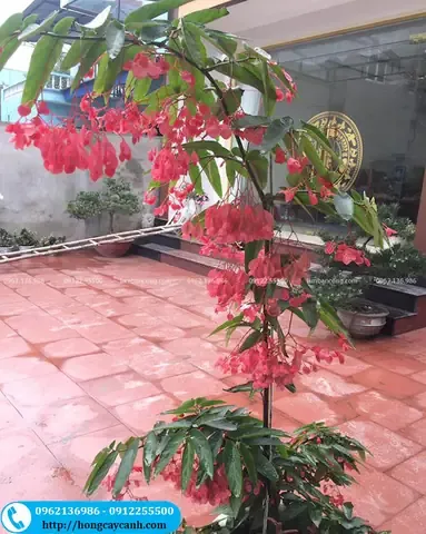 Cây trúc pháp được trồng trong chậu để trang trí nội thất và ngoại thất mang ý nghĩa phong thủy tốt lành