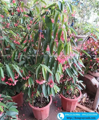 Đất trồng tơi xốp, giàu dinh dưỡng là yếu tố quan trọng trong cách trồng cây trúc pháp