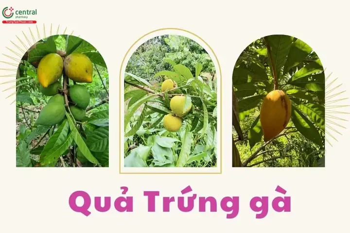 Đặc điểm hình thái thực vật của cây trứng gà và môi trường sống lý tưởng