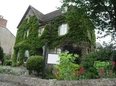 Cây trường xuân và những điều cần biết về cách trồng và chăm sóc