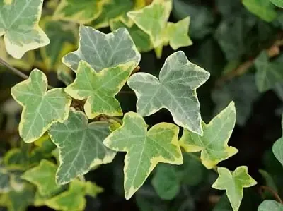 Hướng dẫn cách trồng cây trường xuân để tạo không gian xanh mát