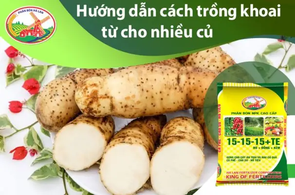Cách Trồng Cây Tứ Linh VL2: Hướng Dẫn Chi Tiết Từ A Đến Z