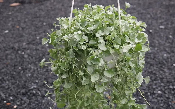 Cây Vảy Rồng có đốm lá đẹp