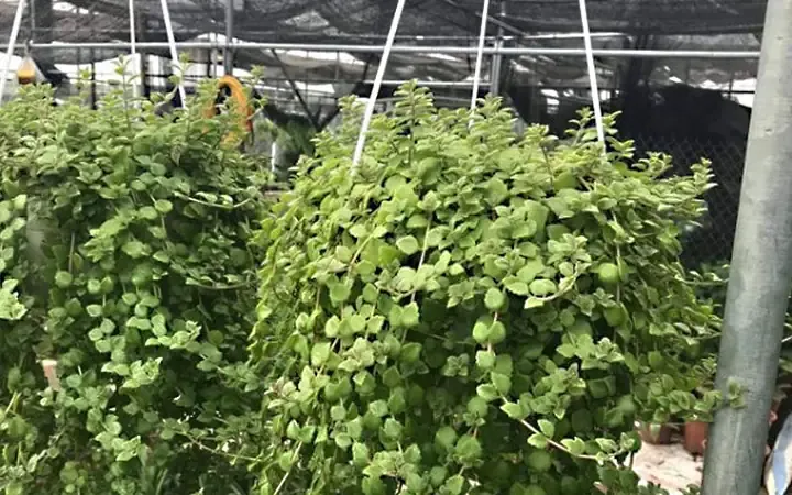 Cây Vảy Rồng đặt trong nhà để bàn