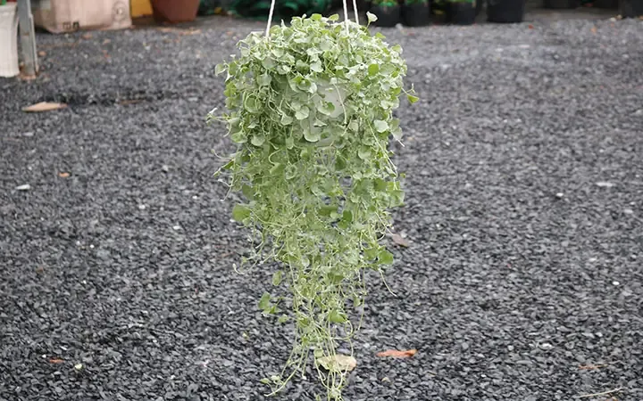 Cây Vảy Rồng trưng bày trong vườn