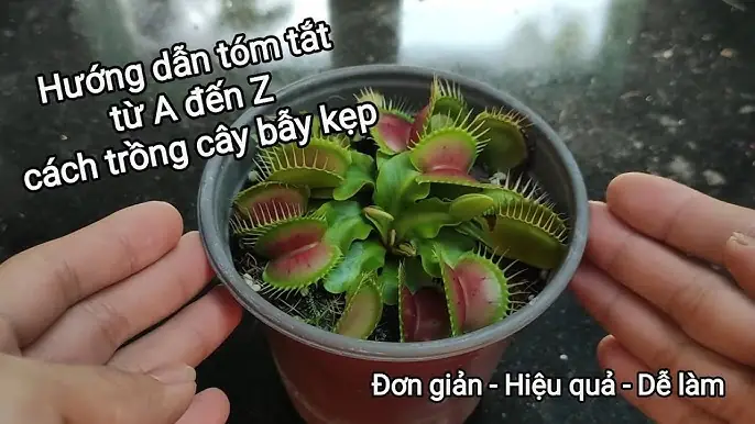 Cách Trồng Cây Nho Từ Hạt: Hướng Dẫn Chi Tiết Từ A Đến Z