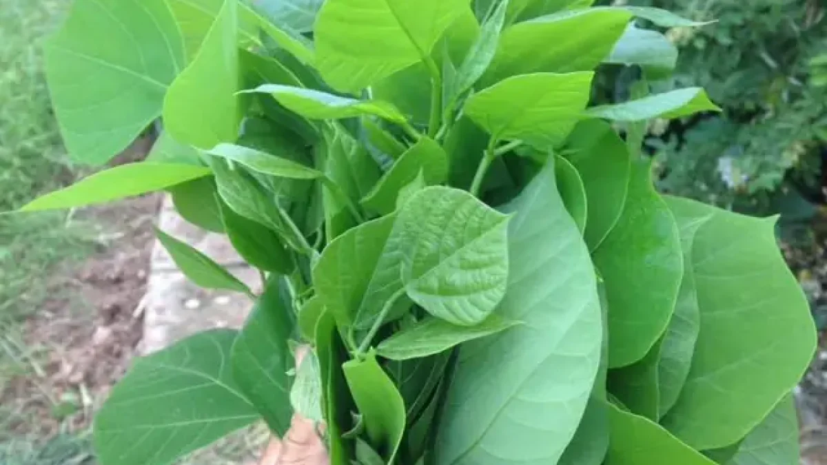 Cách Trồng Cây Tứ Linh VL2: Hướng Dẫn Chi Tiết Từ A Đến Z