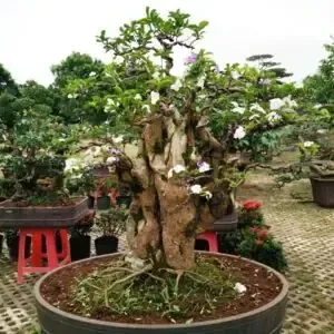 Độ Tuổi Và Kích Thước của cây vú sữa có thụ