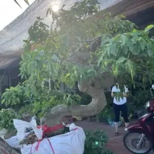 Nguồn Gốc Và Vùng Miền của cây vú sữa có thụ