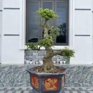 Chất Lượng Của Gỗ của cây vú sữa có thụ