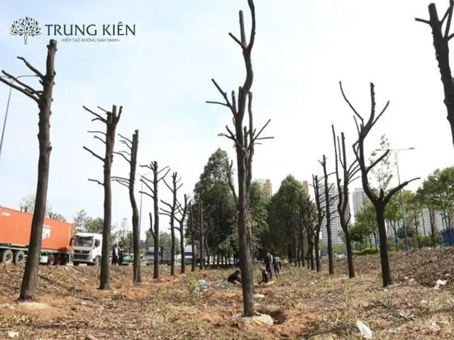 Cách Trồng Cây Tứ Linh VL2: Hướng Dẫn Chi Tiết Từ A Đến Z