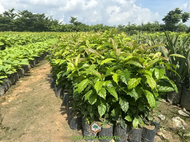 Hướng Dẫn Cách Trồng Cây Xạ Đen Bằng Phương Pháp Giâm Cành Hiệu Quả Nhất