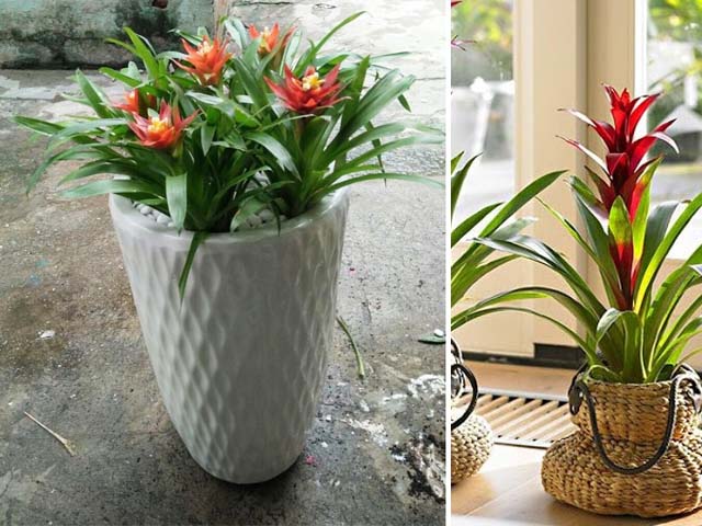 Cách Trồng Cây Dứa Cảnh Nến Đỏ Và Chăm Sóc Chuyên Sâu Tại Nhà