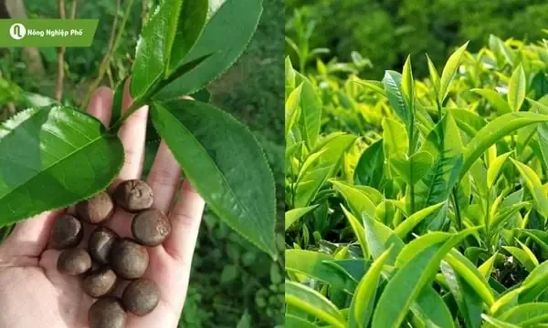 Cận cảnh cây chè con đang được giâm và chăm sóc trong bầu ươm