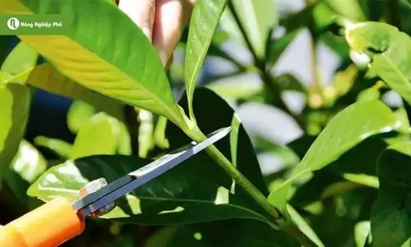 Cành chè xanh được cắt vát chuẩn bị cho kỹ thuật giâm cành