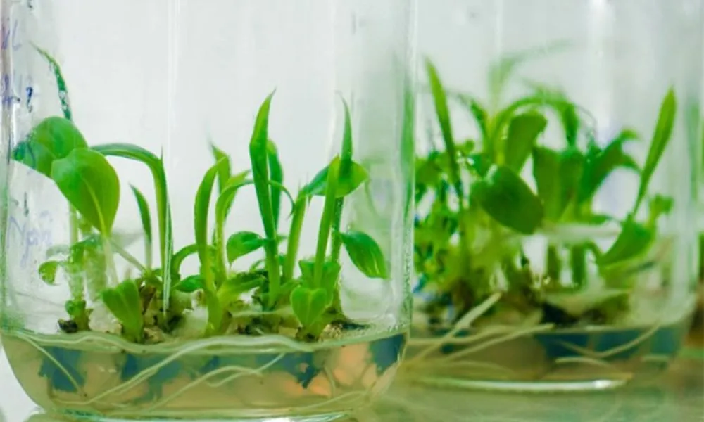 Nhân giống bằng nuôi cấy mô