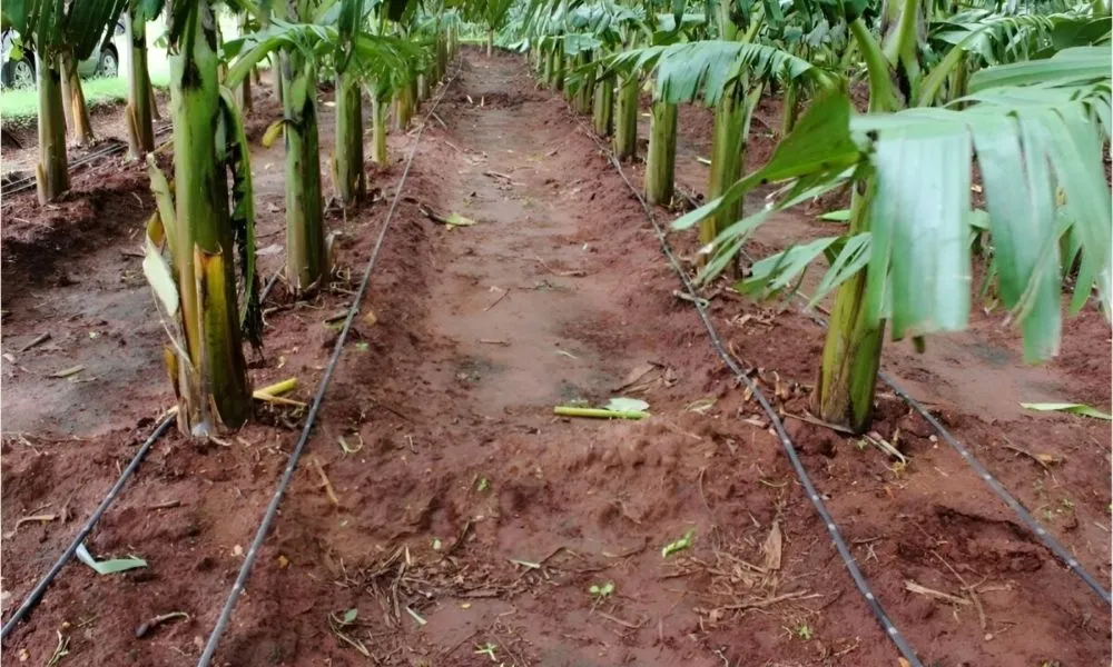 Loại đất thích hợp trồng chuối