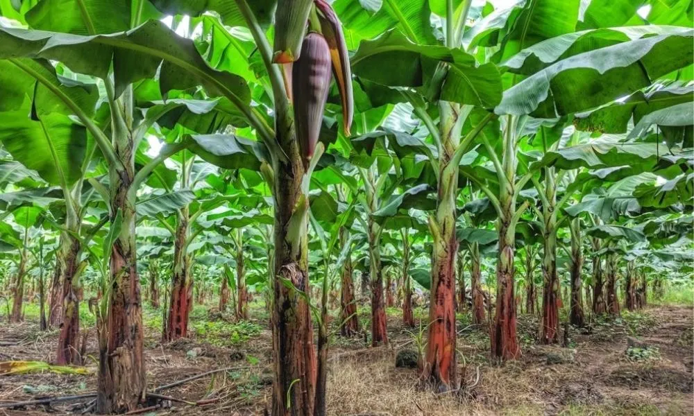 Khoảng cách và mật độ trồng chuối