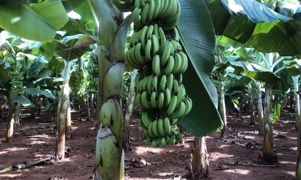 Cách trồng chuối đúng kỹ thuật