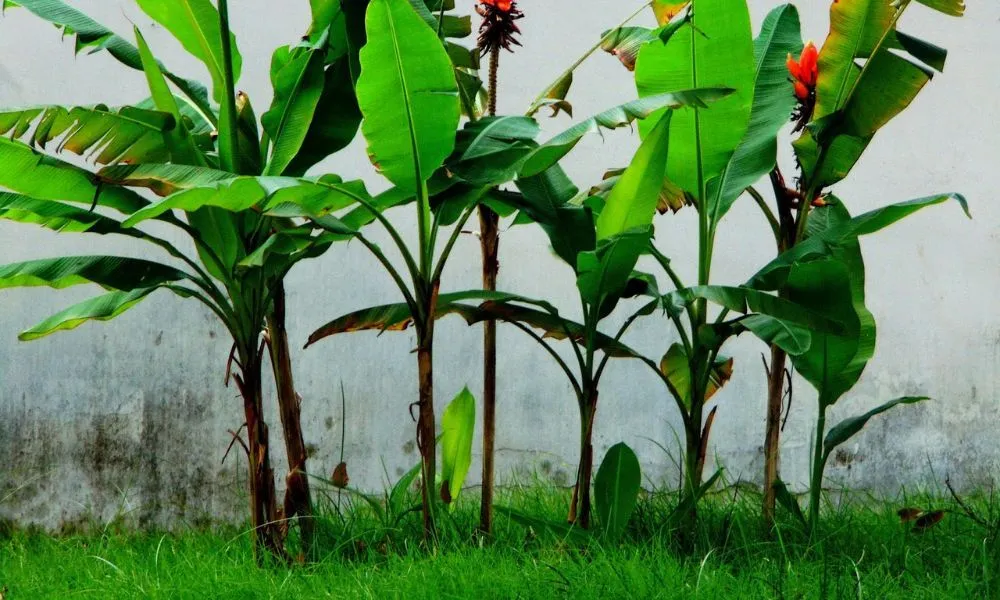 Cắt bỏ hoa chuối đực để cây tập trung nuôi quả