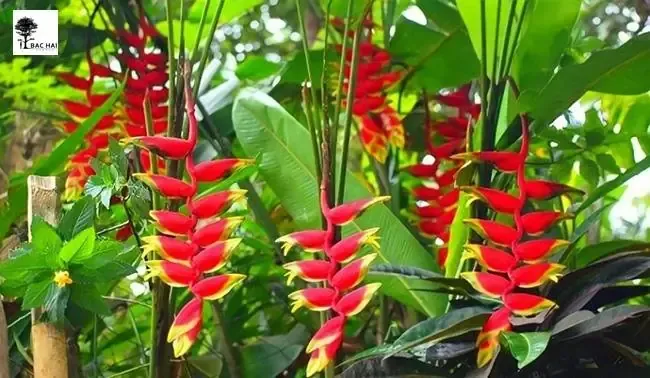 Cảnh buồng chuối đang được bao túi cẩn thận để chống sâu bệnh